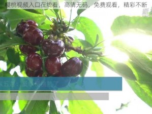 樱桃视频入口在线看，高清无码，免费观看，精彩不断