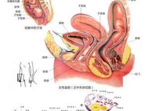 女性人体内部结构图：深入了解女性身体的奥秘