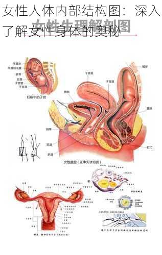 女性人体内部结构图：深入了解女性身体的奥秘